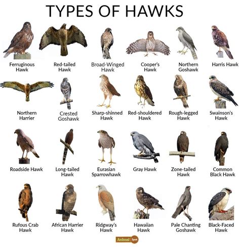 Hawk identification chart. Things To Know About Hawk identification chart. 